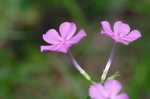 Thickleaf phlox